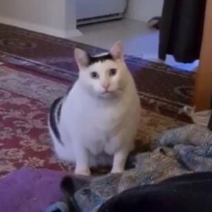 Создать мем: турецкий ван, японский бобтейл, голубоглазая кошка
