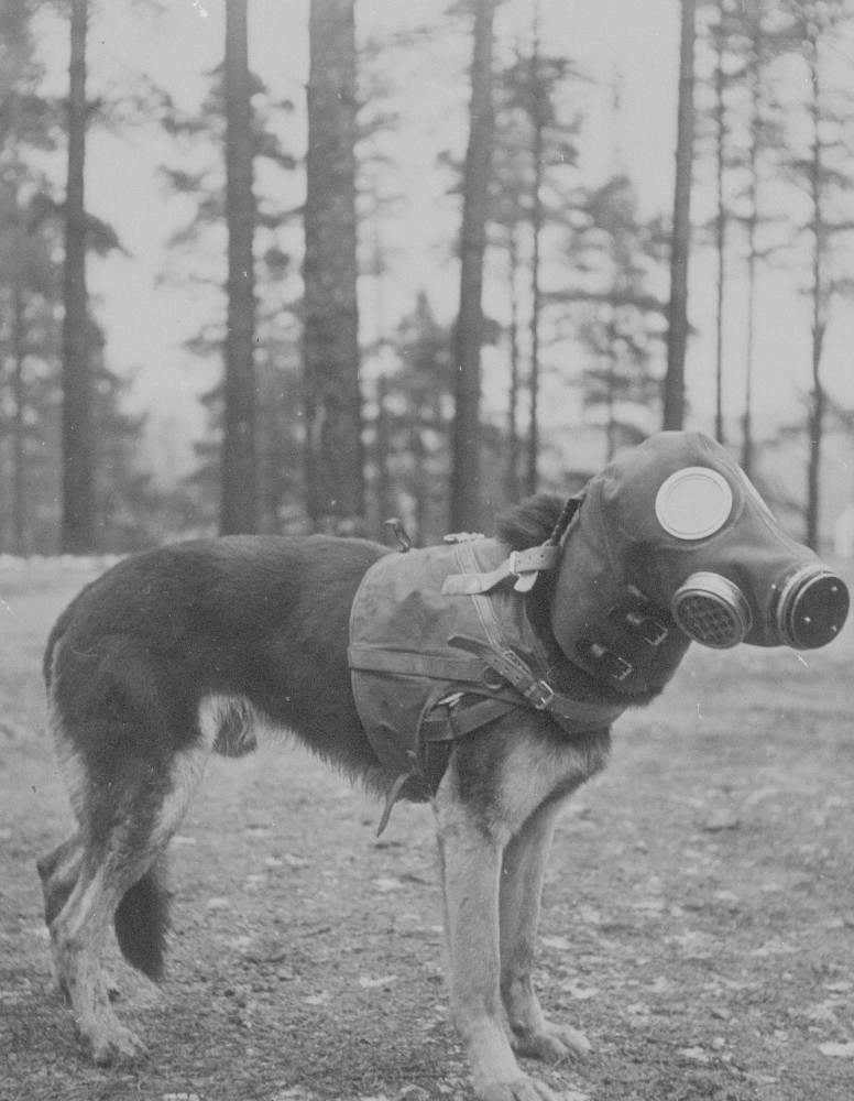 Create meme: gas masks for dogs, gas mask for dogs of the USSR, the gas mask first world war