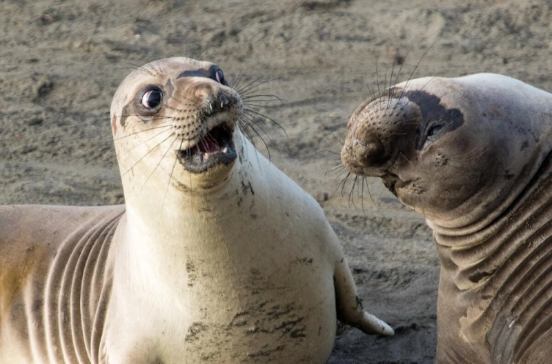 Create meme: sea lion , seals seals seals walruses, elephant seal