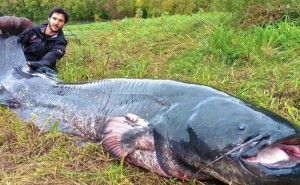 Create meme: huge catfish