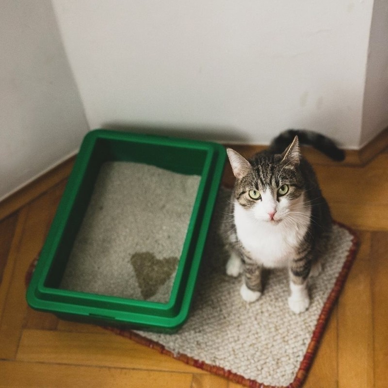 Создать мем: кот, наполнитель для кошачьих туалетов, наполнитель для кошачьего