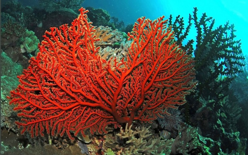 Создать мем: кораллы красное море, кораллы, морские кораллы