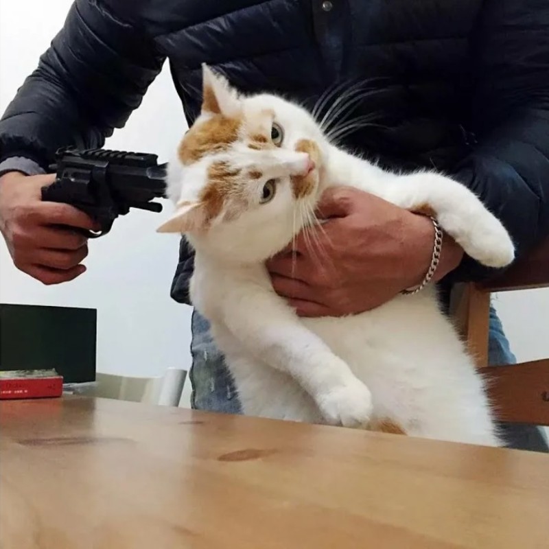Создать мем: котик с пистолетом, кот, стреляй кот