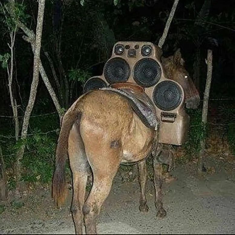 Create meme: donkey with speakers, car audio jokes, fun 