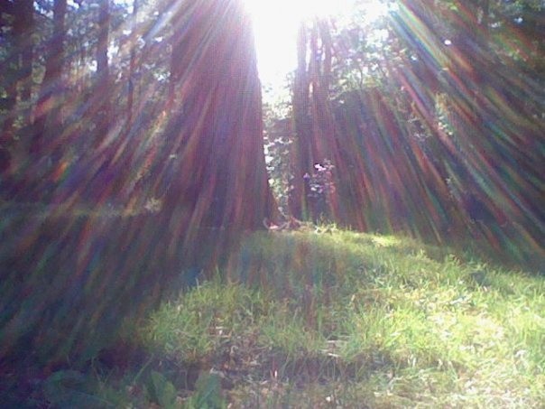 Создать мем: лучи солнца сквозь деревья, жомини усадьба нижегородская, дерево