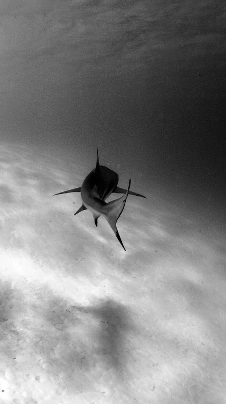 Create meme: shark wallpapers for your phone, black and white photo, shark on a black background