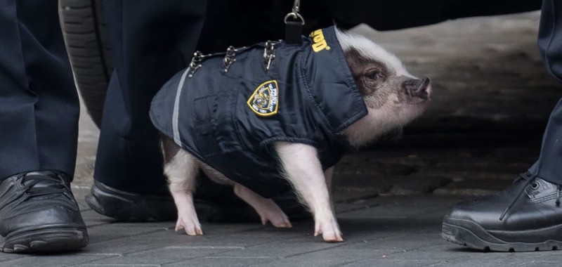 Create meme: a pig in a police uniform, pig police, pig cop