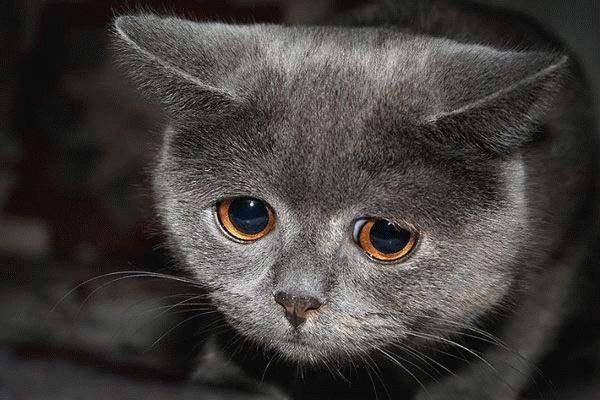 Create meme: crying kitten, sad cat meme, meme sad cat 