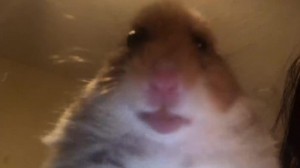 Create meme: a scared hamster, hamster meme, the hamster looks into the camera 10 hours