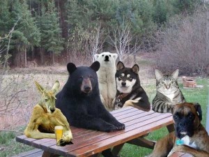 Create meme: black bear, animals, bear animal