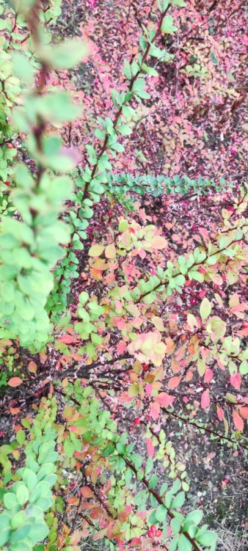 Create meme: barberry shrub, barberry, barberry green carpet