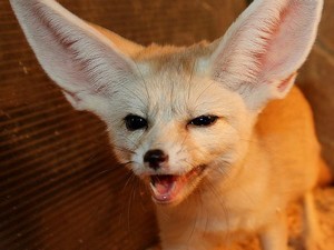 Create meme: baby fennec fox, pictures of the Fox with large ears, Fennec Fox