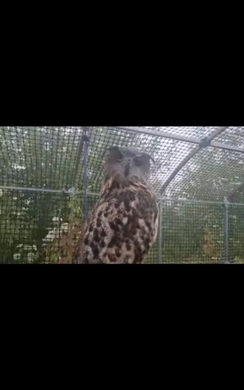 Create meme: an obscure owl, zoo in pyatigorsk spring, zoo on polina osipenko voronezh