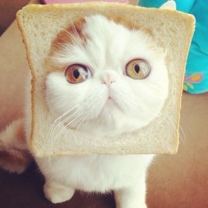 Create meme: Snoopy the cat in bread, the most cute cat in the world, the cute kitty