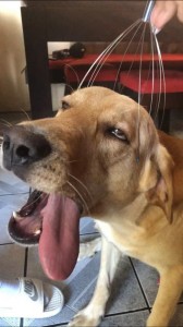 Create meme: Labrador dog, funny animals, Labrador