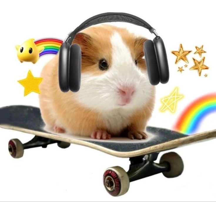 Create meme: abshkhda guinea pig, hamster abshkhda kaein joe, Guinea pigs
