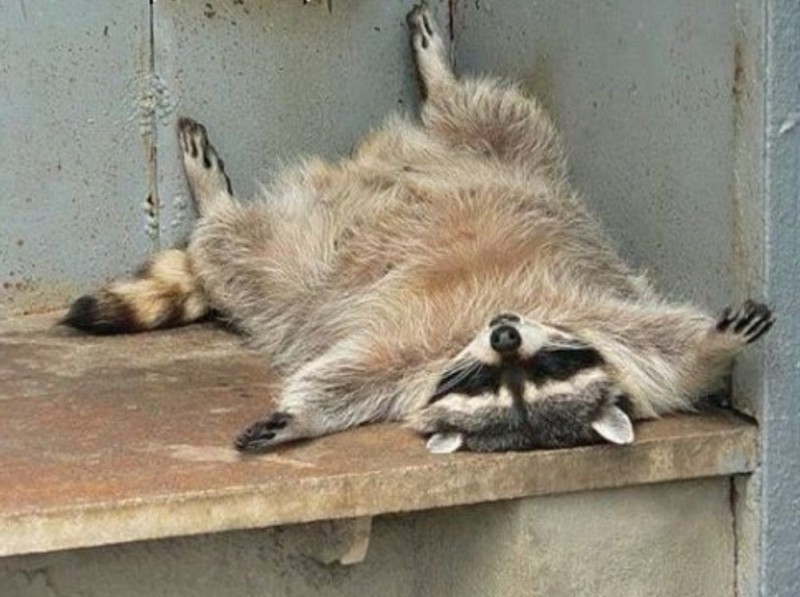 Create meme: tired raccoon , raccoon belly, drunk raccoon 