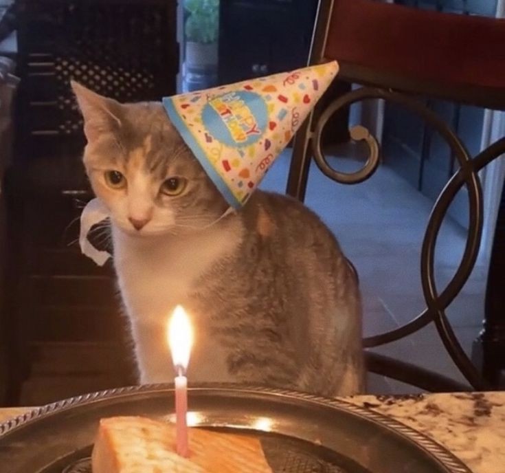 Создать мем: кошка, с днем рождения кот, с днем рождения мем кот