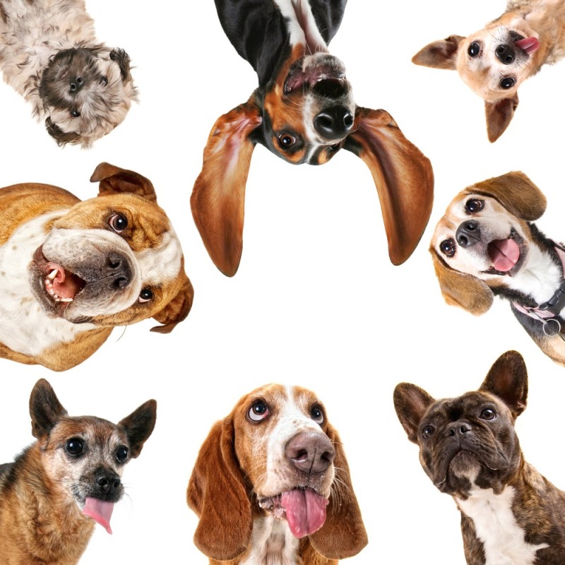 Create meme: dog on top, dog ears, dog 