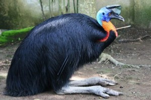 Create meme: cassowary, common cassowary