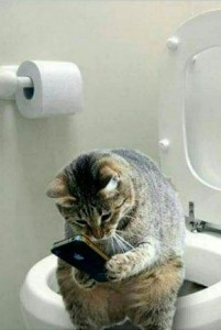 Create meme: pictures funny wash, the morning begins not with coffee photo, the picture of the cat on the toilet