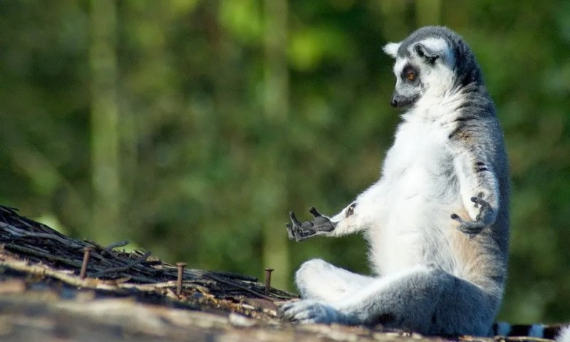 Create meme: uzbagoysya , lemur meditates uzbek, I sbagen 