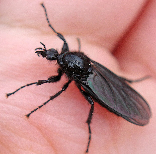 Создать мем: черное насекомое, черный летающий жук, большой черный летающий жук