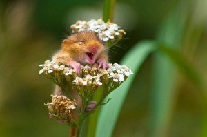 Create meme: smiling animals, the hamster laughs, animals cute