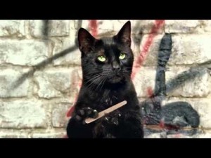Create meme: Friday the 13 th, black cat