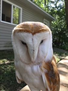 Create meme: beyaz baykuş resimleri, barn owl portrait, Elena the owl