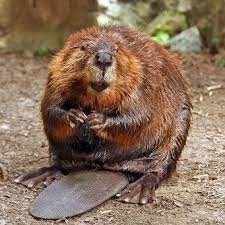 Create meme: muskrat and beaver, Bobr common, beaver