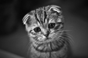Create meme: crying kitten, hopelessness, seals