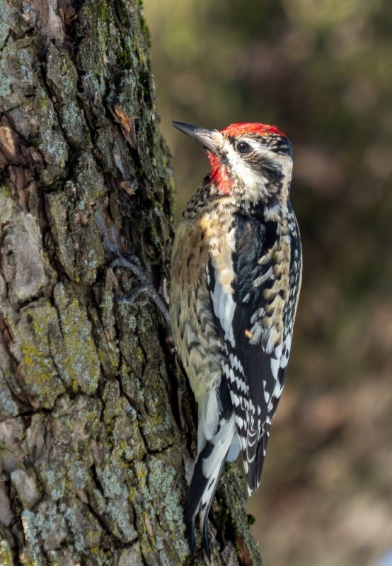 Create meme: sphyrapicus varius, small spotted woodpecker, common woodpecker