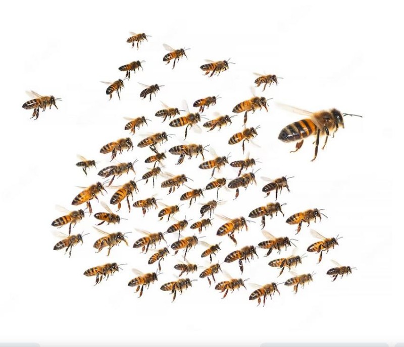 Создать мем: пчеломатка на белом фоне, пчелы мед, виды пчел