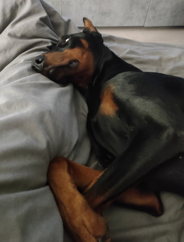 Create meme: doberman, Doberman Pinscher, Doberman puppy