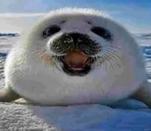 Create meme: funny animals, seal, animals cute