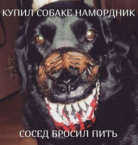 Create meme: dog muzzle, the muzzle, Rottweiler grin