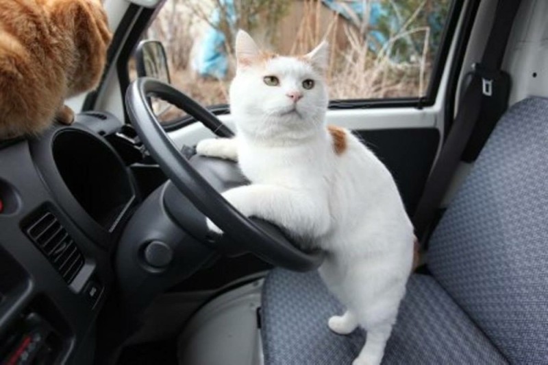 Create meme: The long-range cat, cat in the car , the cat behind the wheel