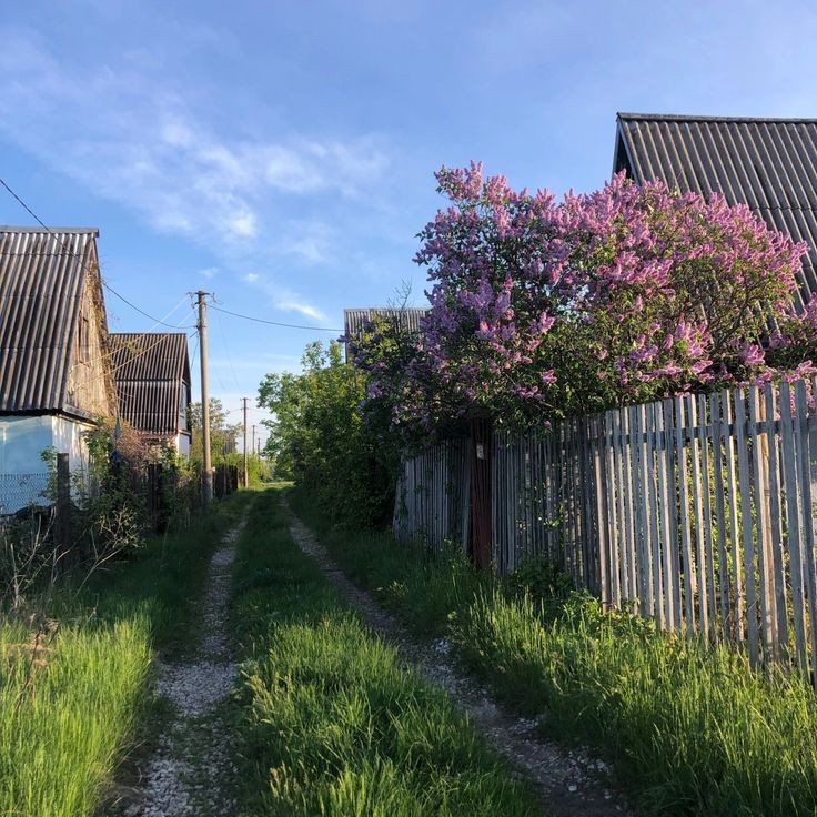 Создать мем: сирень, сирень на даче, сирень в деревне