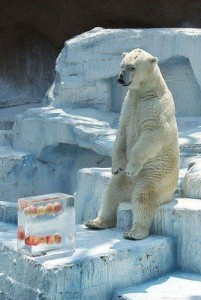 Create meme: ice bear, polar bear, very funny photo of polar bears