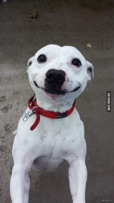 Create meme: dog Ulybka , smiling dog , perro grande meme in high quality