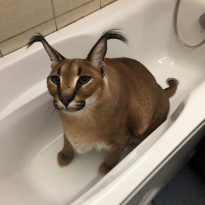 Create meme: Caracal