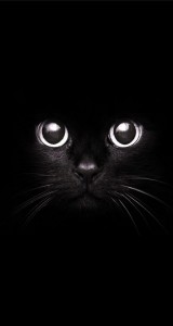 Создать мем: котэ, обой черный, чёрный котик