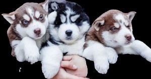 Create meme: husky, husky puppies, dog husky