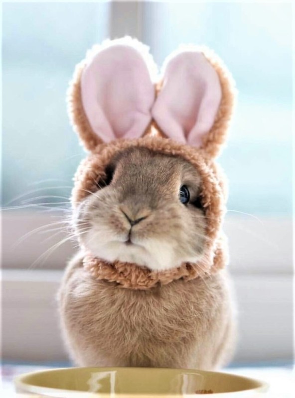 Create meme: rabbit cute, rabbit , rabbit pink