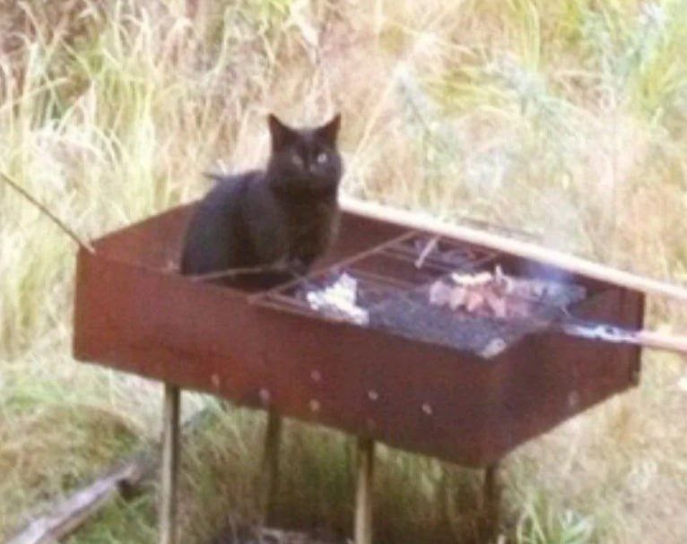 Create meme: cat kebab , shish kebab from a cat, the cat in the grill