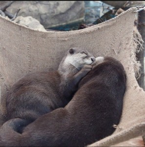 Create meme: a baby otter, otter