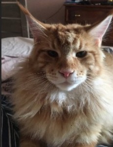 Create meme: the ginger Maine Coon, cat Maine Coon