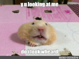 Create Meme One One Hamster Guinea Pig Pictures Meme Arsenal Com