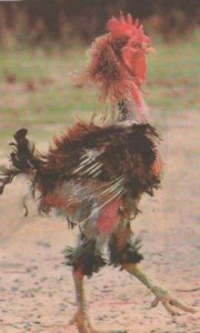 Create meme: cock beautiful, plucked rooster